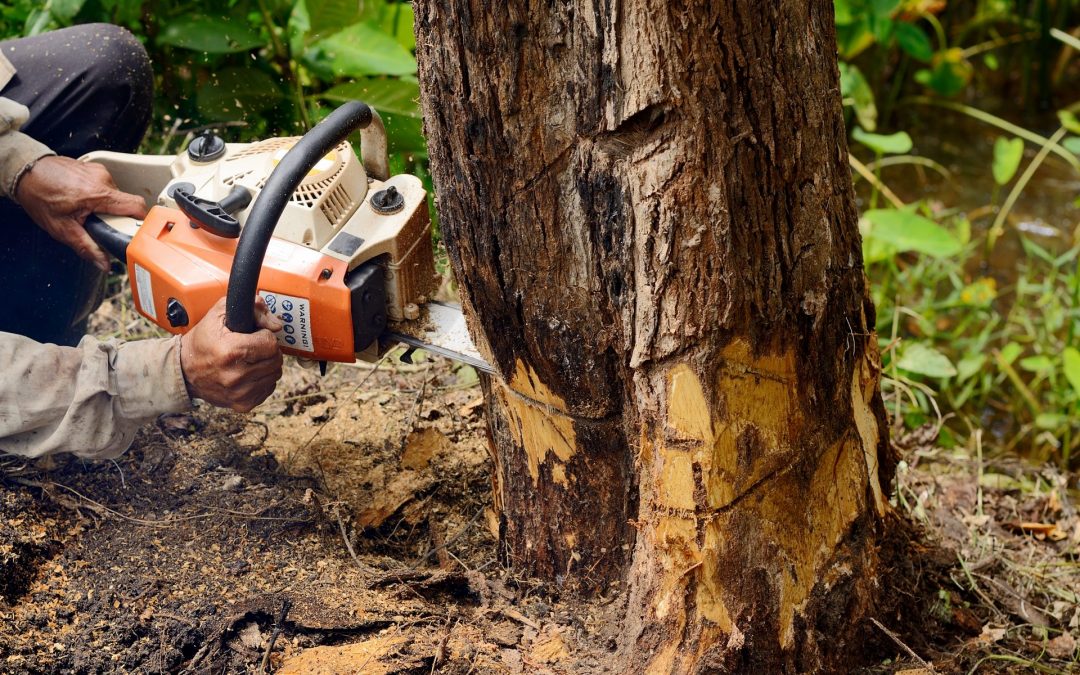Emergency Tree Surgery Services That Tree Surgeons Provide